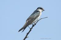 *NEW* White-rumped Swallow