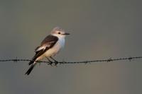White-rumped  monjita   -   Xolmis velata   -