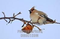 Bohemian Waxwing on a branch stock photo
