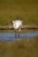 ...Whooping Crane , Grus americana , Total population approx . 300 birds , Aransas National Wildlif