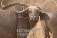 Cape buffalo with broken horn stock photo