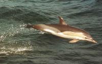 Short-beaked Common Dolphin photographed during a FONT tour