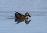 Australasian Sholveler