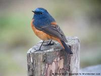 Blue-fronted Redstart, Phoenicurus frontalis