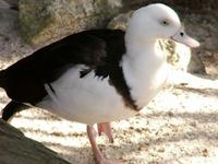 Radjah Shelduck