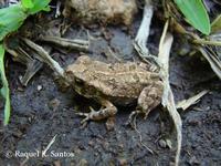 : Bufo ictericus; Yellow Cururu Toad