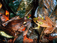 : Craugastor crassidigitus