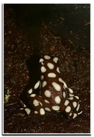 : Dendrobates mysteriosus