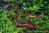 : Desmognathus monticola; Seal Salamander