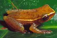 : Hyperolius cinnamomeoventris; Cinnamon-bellied Reed Frog