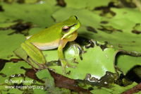 : Litoria fallax; Eastern Dwarf Tree Frog