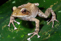 : Platymantis vitiensis; Fiji Tree Frog