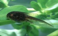 : Pseudacris maculata; Boreal Chorus Frog