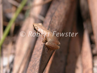 : Pseudacris ocularis; Little Grass Frog