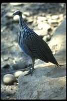 : Acryllium vulturinum; Vulturine Guineafowl