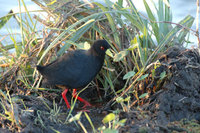 : Amaurornis flavirostris; Black Crake