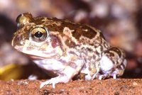 : Sphaerotheca rolandae; Marbled Sand Frog