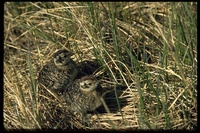 : Lagopus lagopus; Willow Ptarmigan