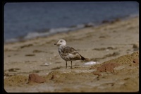 : Larus livens; Yellow-footed Gull