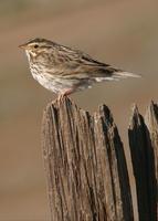 : Passerculus sandwichensis; Savannah Sparrow