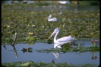 : Pelecanus rufescens; Pink-backed Pelican