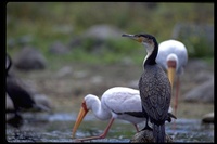 : Phalacrocorax carbo lucidus; Great Cormorant