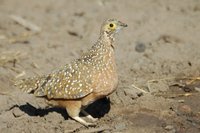 : Pterocles burchelli; Burchell's Sandgrouse