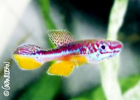 : Fundulopanchax avichang geml00/16 nguba ii