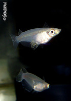 : Oryzias javanicus