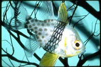 : Sphaeramia nemotoptera; Pajama Cardinalfish