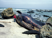 : Balaenoptera musculus; Blue Whale