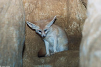 : Fennecus zerda; Fennec Fox