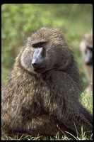 : Papio anubis; Olive Baboon