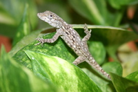 : Anolis sericeus; Indigo-throated Anole