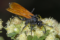 : Hemipepsis ustulata; Tarantula Hawk