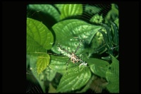 : Argiope argentata; Silver Argiope