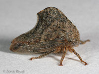 : Telamona vestita