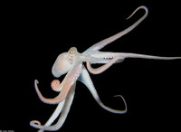 : Octopus sp,; Caribbean Octopus