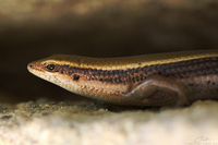 Mabuya macularius   Little Skink photo