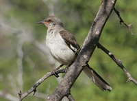 Northern Mockingbird