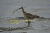 알락꼬리마도요 Far Eastern Curlew