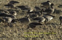 쇠기러기 Greater White-fronted Goo...