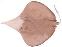 Sixgill Stingray - Hexatrygon bickelli