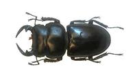 Dorcus hopei