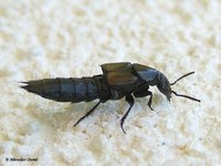 Philonthus splendens