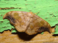 Sabra harpagula - Scarce Hook-tip