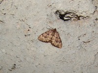 Triphosa dubitata - The Tissue