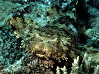 Orectolobus ornatus, Ornate wobbegong: