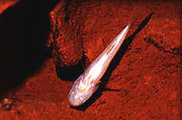 Amblyopsis rosae, Ozark cavefish: