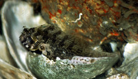 Hypsoblennius hentz, Feather blenny: